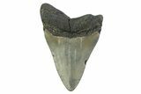 Fossil Megalodon Tooth - Georgia #338670-1